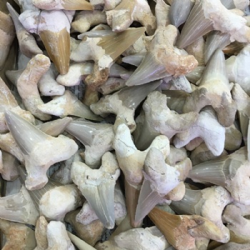 Wholesale natural shark tooth specimen pendant decoration